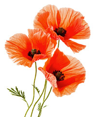 Obraz premium Vibrant poppy flowers in a delicate arrangement, cut out - stock png.