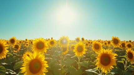 Obraz premium A field of sunflowers facing the bright sun on a clear blue sky day.