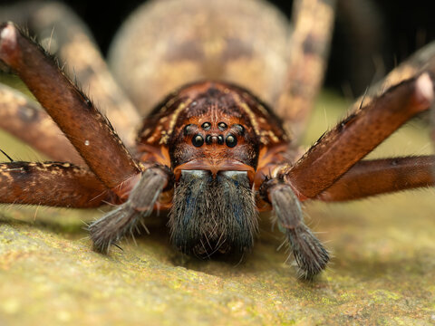 West java - curug Ciputri, 30 august, 2024; a huntsman spider heteropoda near waterfall Ciputri capture close up at night on rock 