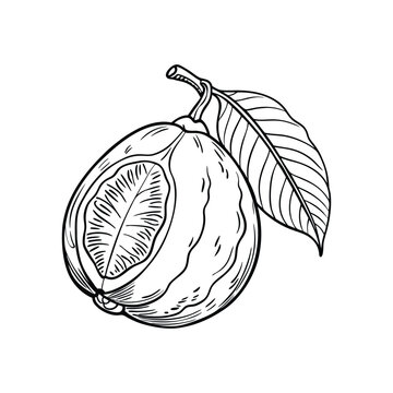 recommend clip art: Elegant Guava Line Icon. Isolated Fruit Graphic on White Background