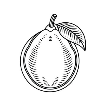 recommend clip art: Guava Line Art Icon. Sleek Fruit Design on White Background