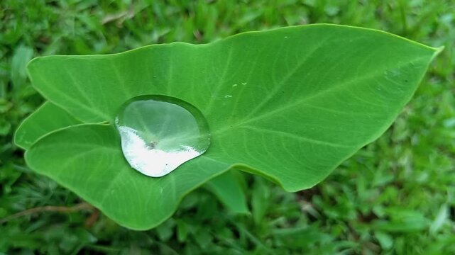 Drop of water is playing on the leaves of the Arum Tree
