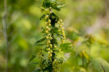 Wild gooseberry flowers. Ribes uva-crispa, known as gooseberry or European gooseberry