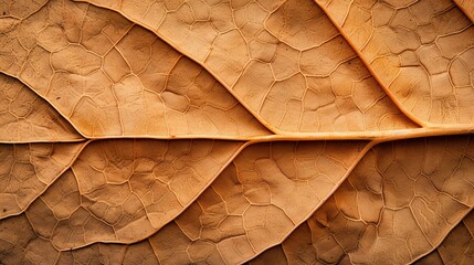Close-up view of a dry, textured leaf showcasing intricate veining and warm, earthy tones for nature-themed projects.