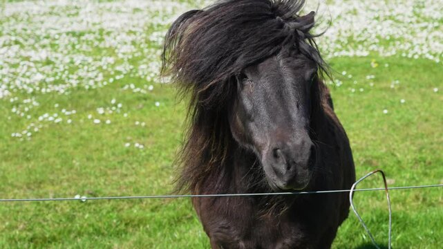 Black Shetland pony with shaggy mane on a summer meadow