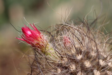 Neoporteria senile kaktus Neoporteria senilis