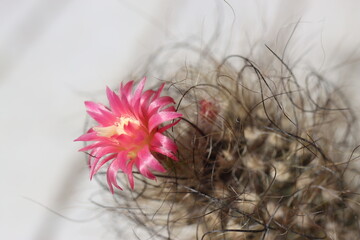 Neoporteria senile kaktus Neoporteria senilis