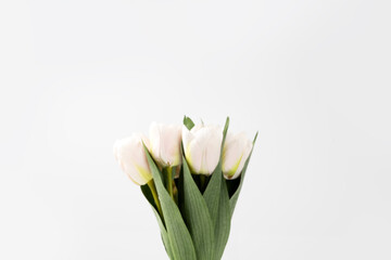 Blurry white pink tulip with white wall background