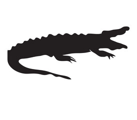 crocodile isolated on white