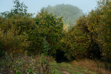 A road leading to a dark tunnel