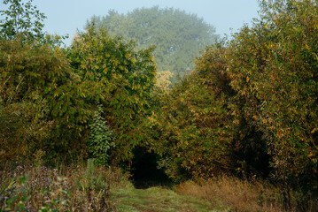 A road leading to a dark tunnel