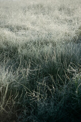 Fototapeta premium The first frosts.