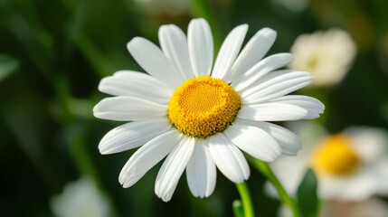 Fototapeta premium A macro view of a daisy with crisp white petals and a bright yellow center, capturing the simplicity and beauty of this classic flower.