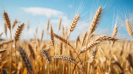 Fototapeta premium Wheat in the paddy fields