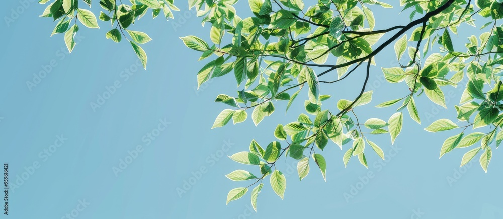 Canvas Prints tree branch with leaves against a clear blue sky summer backdrop featuring copy space