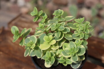 Sedum Lime Twister rozchodnik