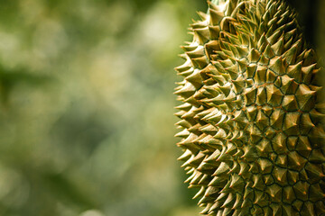 Fresh Durian fruit on tree, Durian are the king of fruits. © Worawith