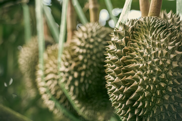 Fresh Durian fruit on tree, Durian are the king of fruits.