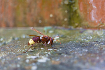 close-up of an asiatic wasp, vespa orientalis, invasive species dangerous to the ecosystem.