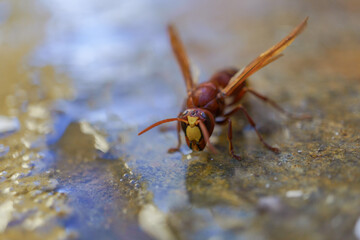 frontal view of an invasive asiatic wasp, Vespa orientalis, drinking water in a puddle.