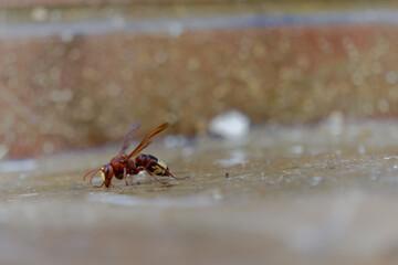 close-up of an asiatic wasp, vespa orientalis, invasive species dangerous to the ecosystem.
