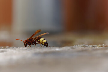 close-up of an asiatic wasp, vespa orientalis, invasive species dangerous to the ecosystem.