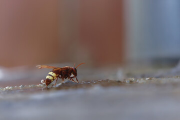 view of an invasive asian wasp, Vespa orientalis,