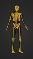 Human body with highlighted bones anatomy