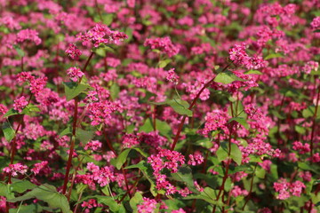 アカソバ（高根ルビー）の咲く野。