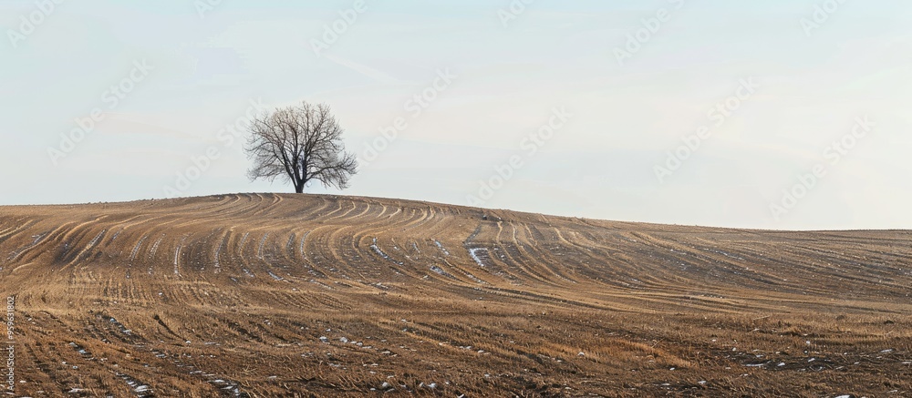 Poster a solitary tree in the gentle winter light stands in a plowed field with patches of uncultivated lan