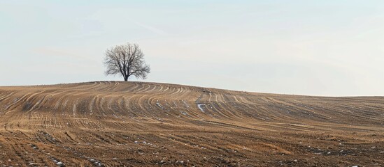A solitary tree in the gentle winter light stands in a plowed field with patches of uncultivated land in the countryside. Copy space image. Place for adding text and design