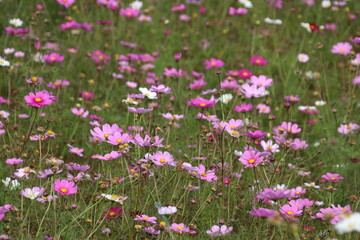 コスモスの野原。
