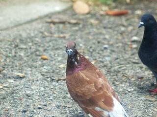 This photograph displays a group of pigeons gathered on a patch of pavement, with one bird standing out due to its distinctive reddish-brown colouring. The others are mostly dark grey and black, 