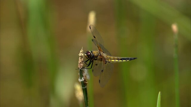 Four spotted chaser sitting on a green plant