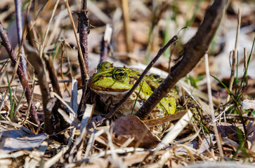 Green frog hiding among grass and leaves on a spring day, close-up shot at forest edge, horizontal