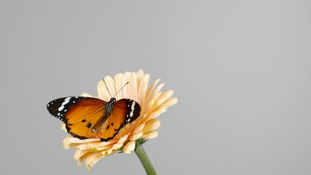 Close-up monarch butterfly opening wings on a daisy flowers on grey background