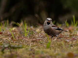 森の中で地面に降りてエサを探しているシメ