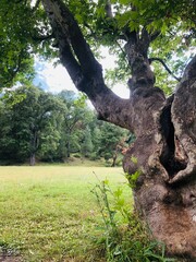 A century-old plane tree with a split trunk.
