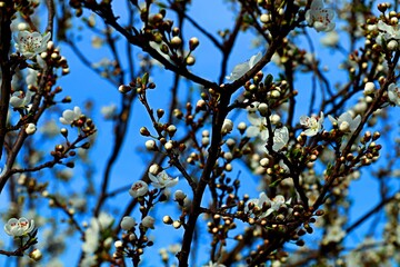 Cherry trees blooming profusely in a spring park