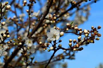 Cherry trees blooming profusely in a spring park