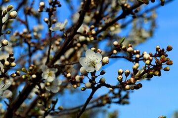 Cherry trees blooming profusely in a spring park