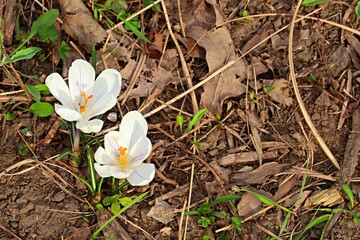 The first spring flowers in the forest