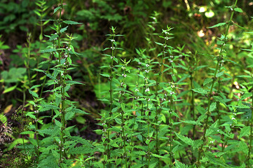 Chinese medicine Lycopus lucidus Turcz. grow in summer