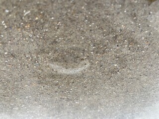 a flatfish lies well camouflaged in the sand of the north sea
