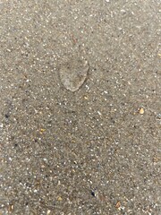 a flatfish lies well camouflaged in the sand of the north sea