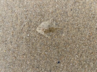 a flatfish lies well camouflaged in the sand of the north sea