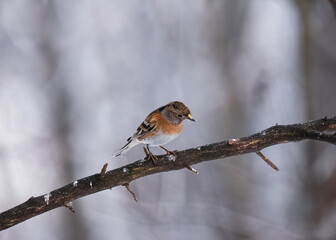 Brambling (Fringilla montifringilla) bird sitting on a tree