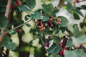 Close-up of Amelanchier berries and a snail on a branch in a garden.