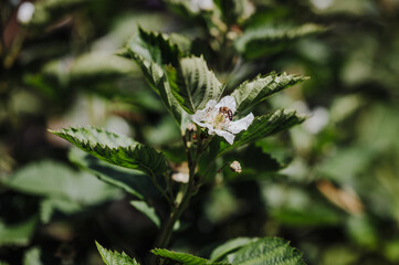 Bee on a blooming blackberry flower in a sunlit garden