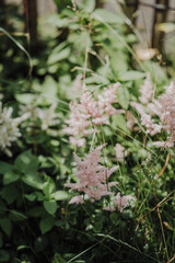 Garden scene with pink and white bridal wreath flowers in sunlight